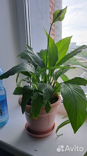 Спацифиллум