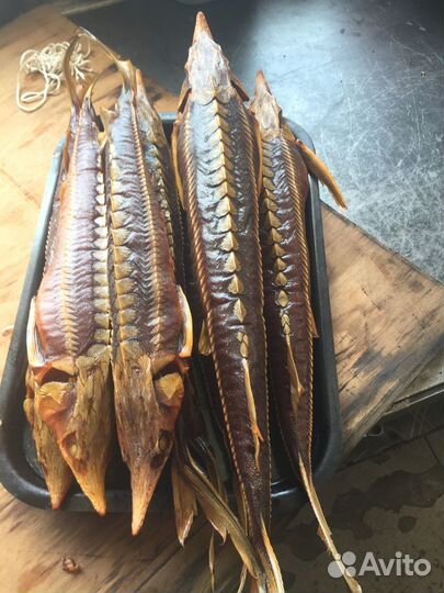 Рыбалка и Охота в Астрахани