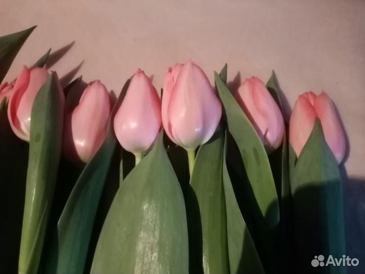 Тюльпаны к 8 марта оптом