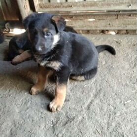 Передержка собак 🐕 в Новосибирске, отдать собаку на передержку в домашних условиях