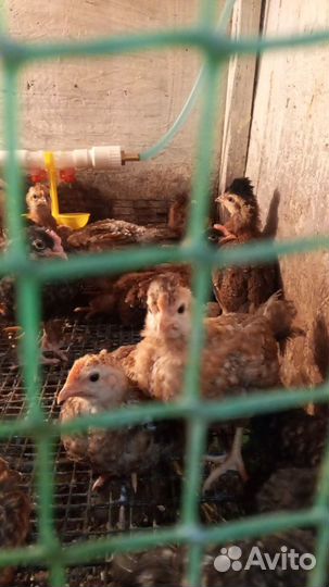 Цыплята, бройлеры, куры