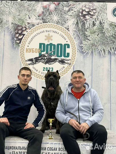 Кобель вязка кане Корсо