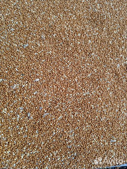 Просо красное