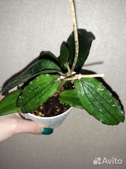 Хойи сортовые