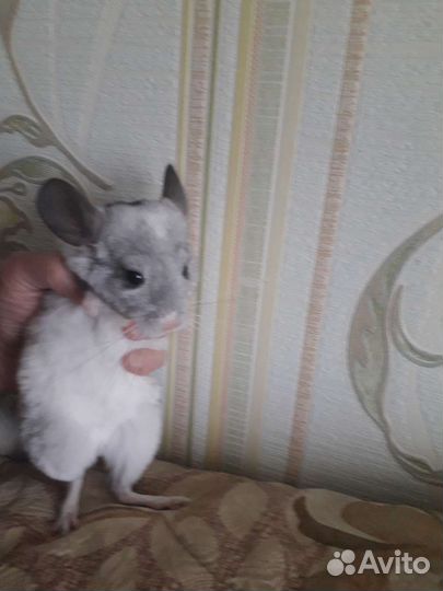 Шиншилла