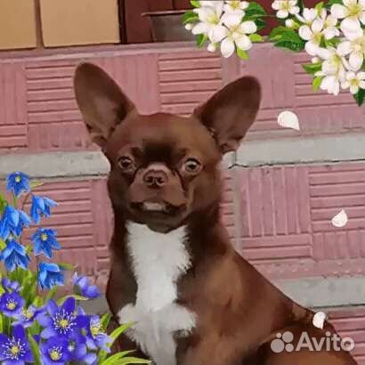 Жених шоколадный, вязка