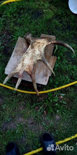 Лосиные рога. 3.6кг