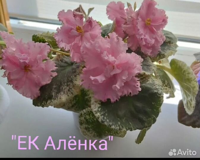 Фиалки сортовые, молодые розетки,стартеры, детки