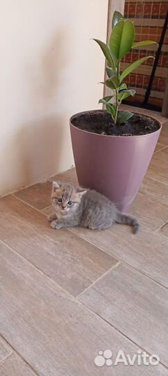 Шотландская