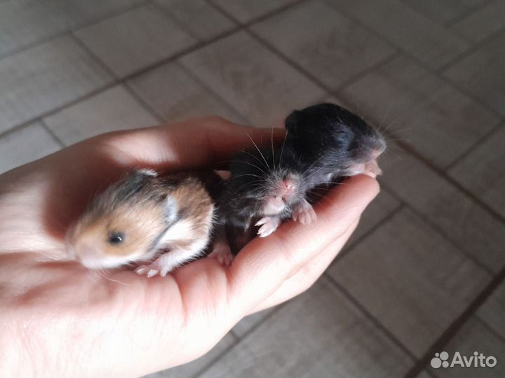 Хомячки 1 месяц добрые и ласкавые ждут новый дом