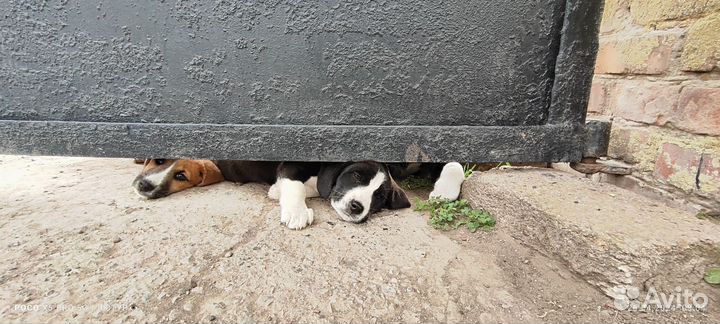 Щенок немного бигль) в добрые руки бесплатно