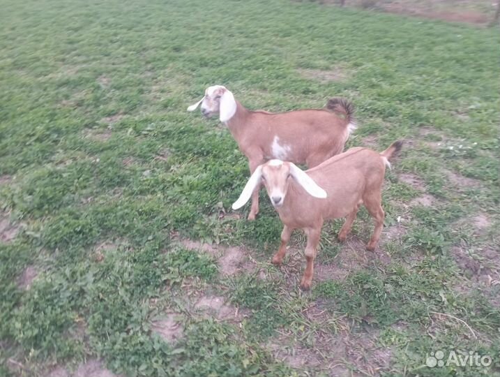 Нубийские козлята, козел на покрытие