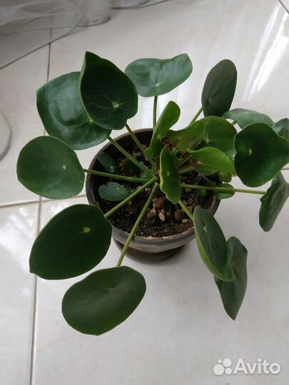 Пеперомия многокистевая Рейндроп