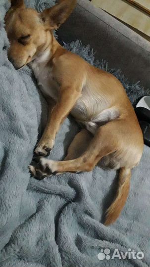 Вязка той-терьер