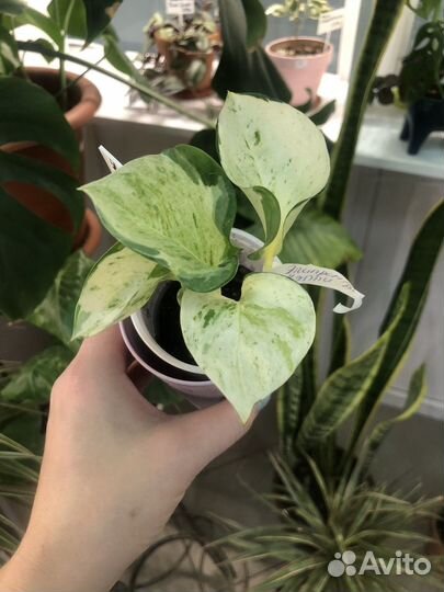 Эпипремнум хэппи лиф