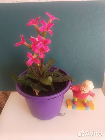 Комнатный цветы каланхоэ