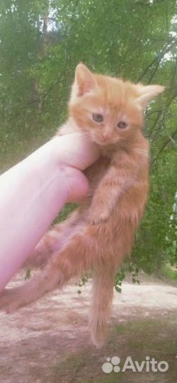 Котята в добрые руки даром