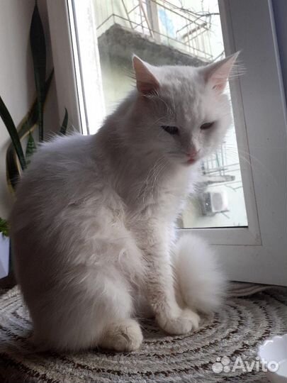 Котик Беляшик