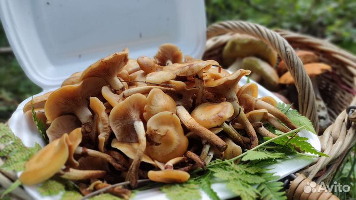 Грибы Опята