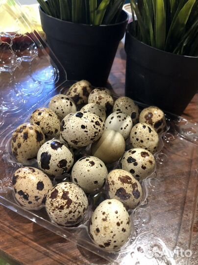 Яйцо перепелинное