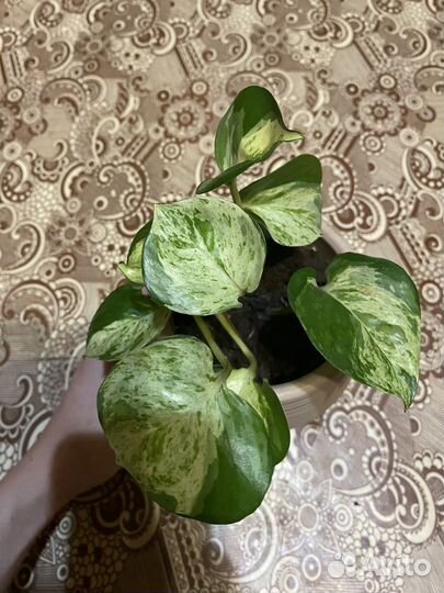 Эпипремнум хэппи лиф, бегония