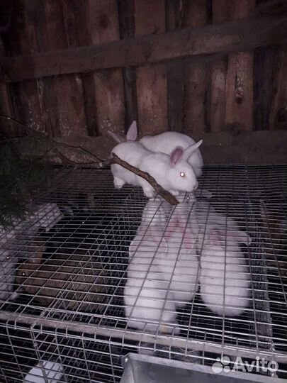 Белый панон