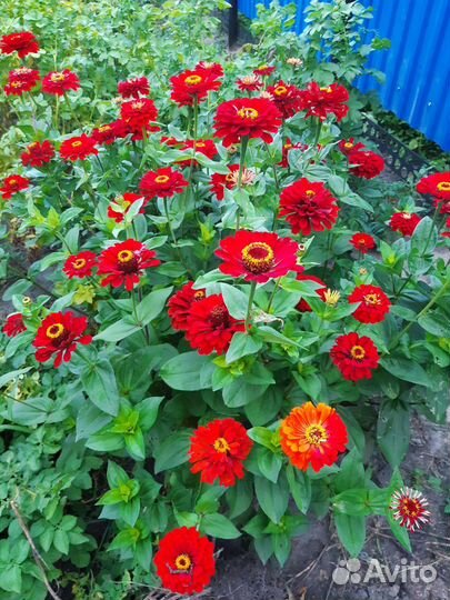 Усы,циния,львинный зев