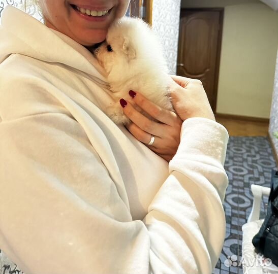 Перевозка домашних животных по всему миру