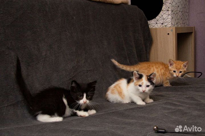 Котята в добрые ручки