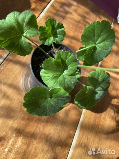 Пеларгония герань красная