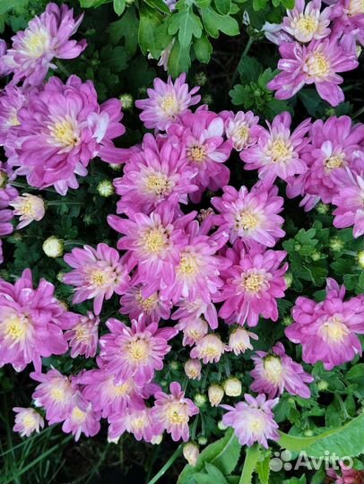 Хризантемы мультифлоры