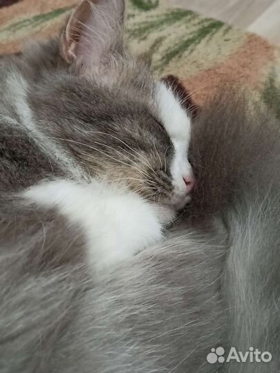 Отдадим в хорошие руки бесплатно кошку