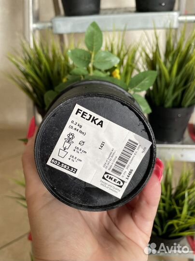 Цветы для интерьера