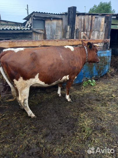 Корова нетель