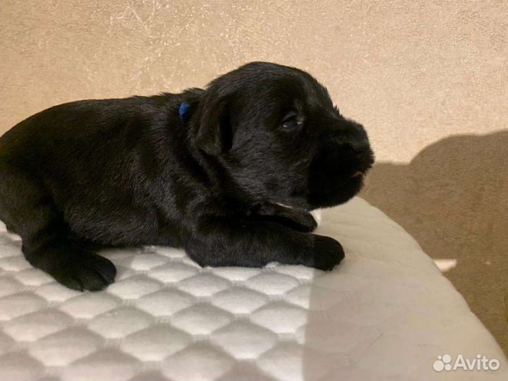 Цвергшнауцер черный