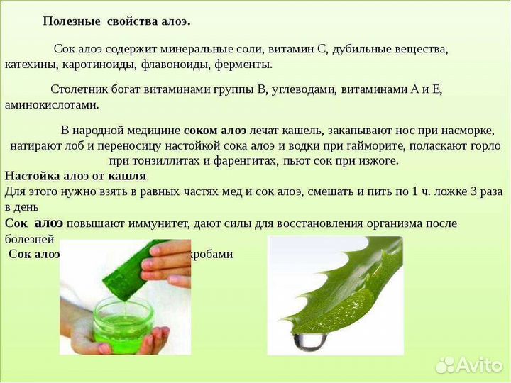 Алоэ вера