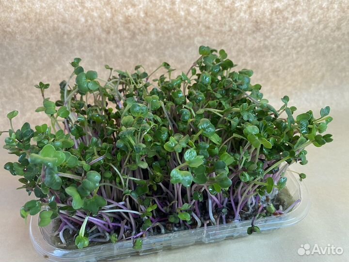 Микрозелень редис чайна роуз