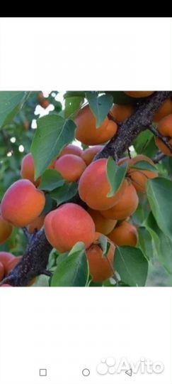 Саженцы абрикосов