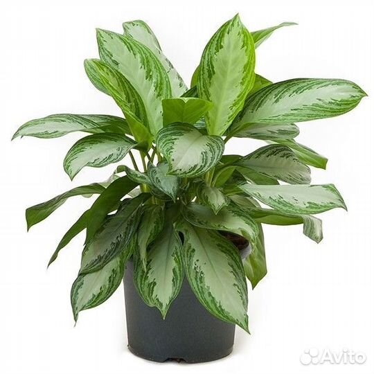 Аглаонема Сильвер Бэй
