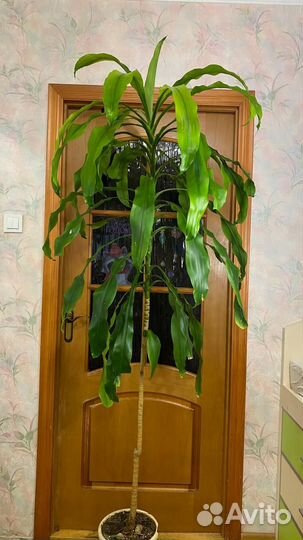 Пальма Драцена душистая