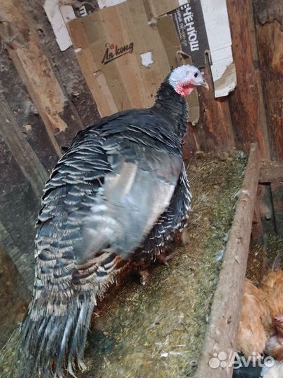 Индюк и индюшки на племя