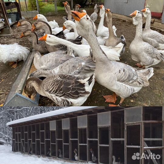 Холмогорские гуси, Тульские гуси, Ленточные гуси