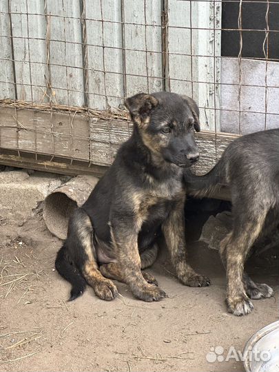 Щенки в добрые руки бесплатно