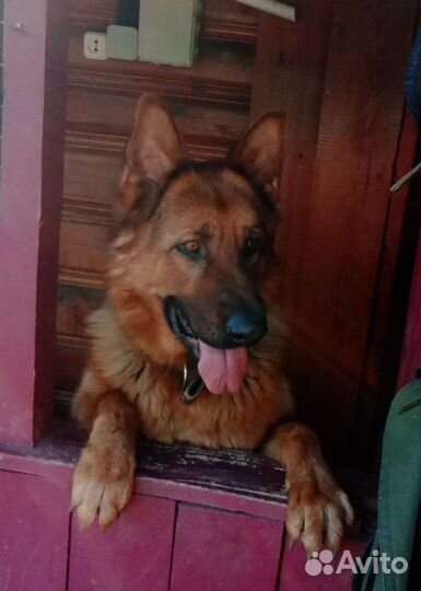 Немецкая овчарка вязка кобель