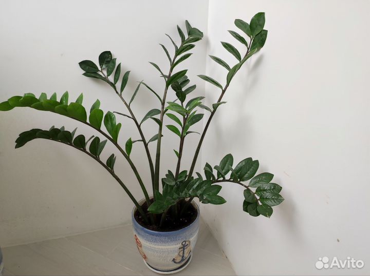 Замиокулькас