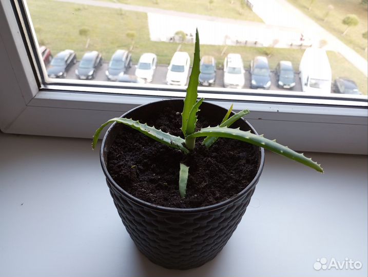 Комнатные цветы