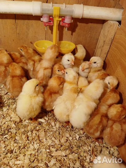 Цыплята несушки, бройлеры