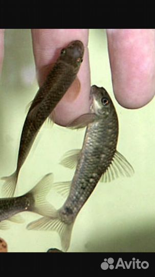 Водный-Мир.Гарра Руфа (разводная) рыбки спа