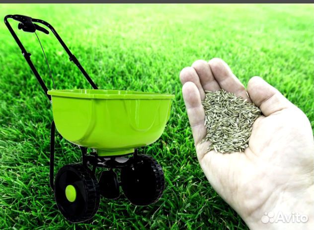 Семена газона оптом. Посев трав
