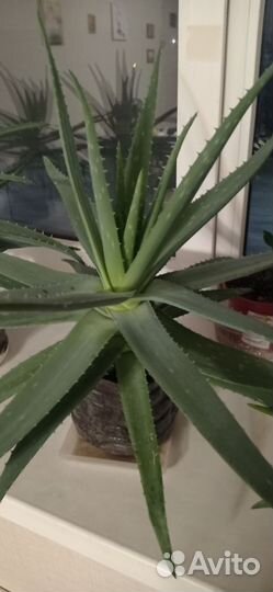 Алоэ вера лечебный